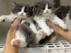 -lincat·猫舍(广州店)