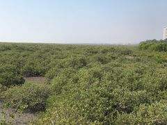 -北海金海湾红树林生态旅游区