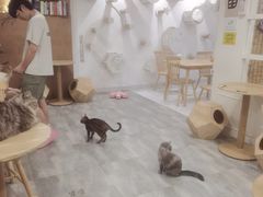 -楼上猫咖(罗湖店)