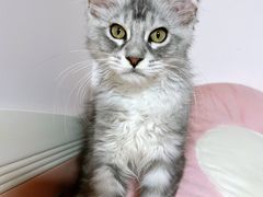 -十年猫舍·猫咪专门店(普陀店)
