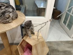 -楼上猫咖(罗湖店)