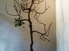 大堂-生机蔬食·24节气料理餐厅(番禺广场店)