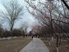 -桃花堤公园
