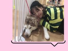 -Husky Go! 哈士奇体验馆·宠物咖啡厅狗咖