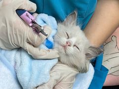 -宠颐生猫科·内科皮肤科(西平世纪城店)