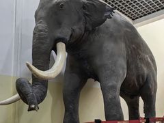 -国家自然博物馆