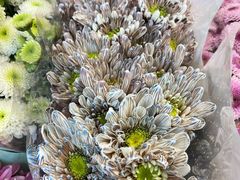-双季花艺园艺市场(浦东店)
