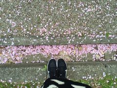 -松岛