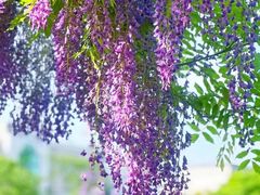 -嘉定紫藤园