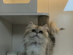 -十月米努特矮脚猫舍