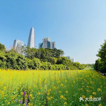 深圳市民中心10万株油菜花网红花海