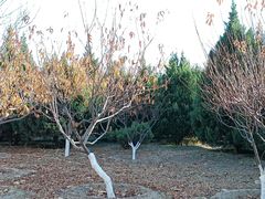 -永定河休闲森林公园