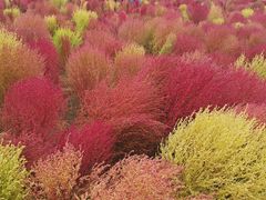 -天津东丽湖风景区