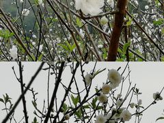 -南国桃园旅游度假区