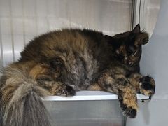 -安安宠医宠物医院·异宠·犬猫内科(岳阳分院)