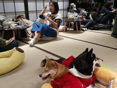 -逗柴咖啡屋·狗咖猫咖宠物桌游