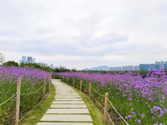 -深圳湾公园(南山区)
