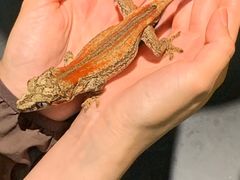 -帕帕拉兹宠物(亚洲旗舰店)