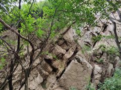 -大岭沟猕猴桃谷风景区