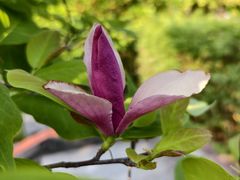 -广州神农草堂中医药博物馆