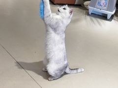 -藏猫猫咖啡主题馆(中央大道店)