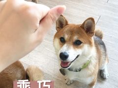 -柴犬高等学院·狗咖·柴犬售卖·宠物训练