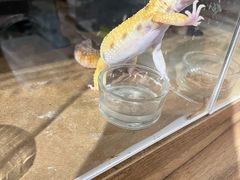 -酷以爬仙阁实体爬宠店·守宫·蜥蜴·专业繁育