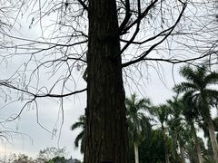 -金花茶公园