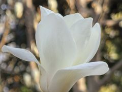 -上海鲜花港
