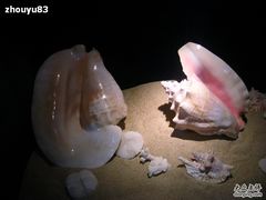 -亚龙湾中心广场·贝壳馆