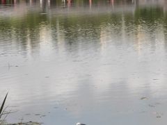 -洛龙公园
