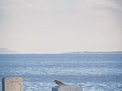 -观潮胜地公园