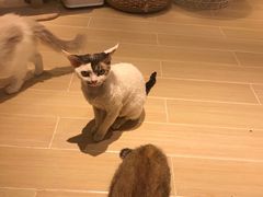 -momokira米努特·德文卷毛猫·棉花面纱犬