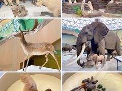 -陕西自然博物馆