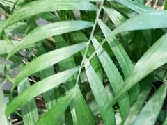 -凯特语言中心·STBJ日语等级考点(慈云寺总校)