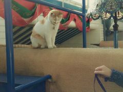 android_upload_pic-Sirena海妖日咖夜酒