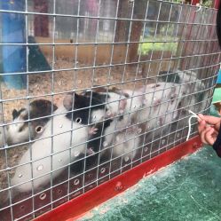 -萌宠亲子动物乐园(槐房万达店)