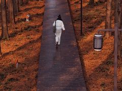 -黄海国家森林公园