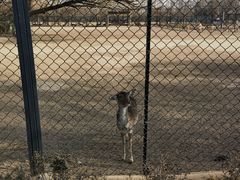 -北京麋鹿生态实验中心