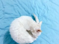 -瑞派宠物医院·24h·骨外科·皮肤科·全科宠物医疗转诊中心(沈阳浑南院)