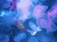 -海合安青岛极地海洋公园