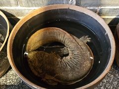 -印象鲵宴·张家界地标美食名片(溪布街店)