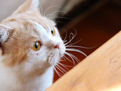 -猫小院猫主题咖啡厅(北锣店)