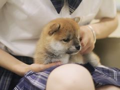-逗柴咖啡屋·狗咖猫咖宠物桌游