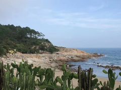 -广东惠东海龟国家级自然保护区