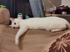 -创凡宠物医院·骨专科  猫科中心(西乡分院)