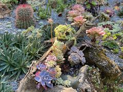 -中国科学院西双版纳热带植物园