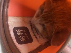 -瑞派天宁宠物医院·猫科·异宠中心