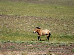 -新疆天山野生动物园