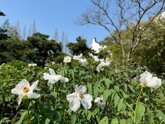 -龙华寺